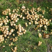 Побережье лесного озера :: Рита Симонова