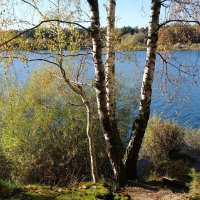 Побережье лесного озера :: Рита Симонова