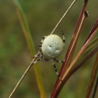 ** :: Зоя Мишина