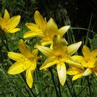 Лилейники :: Freddy 97