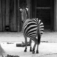 Кокетка :: Юрий. Шмаков Кокетка :: Юрий. Шмаков