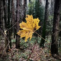 Между небом и землей :: Любовь 