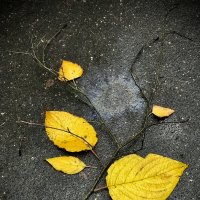 Осенний гибрид) :: Любовь Осенний гибрид) :: Любовь