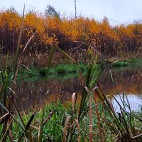 Осень :: Наталья 