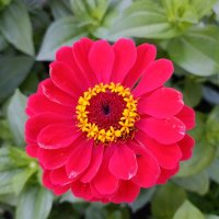 Цинния. :: Ирина ***