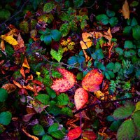 Осень 36 :: Алексей Кузнецов