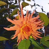 Георгин :: Константин Штарк