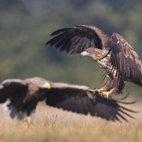 *** :: Евгений Фруман