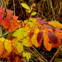 природа 30 октября 11 :: Александр Прокудин природа 30 октября 11 :: Александр Прокудин