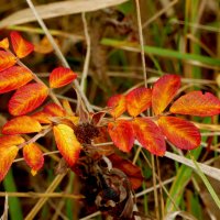 природа 30 октября 14 :: Александр Прокудин