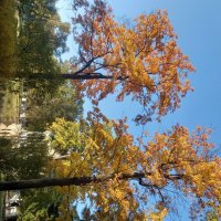 Осень :: Сапсан 