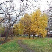 Свет от ив в пасмурный день :: Galina Solovova