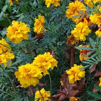Солнечные бархатцы сентября :: Лидия Бусурина
