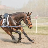 На корде :: SanSan 