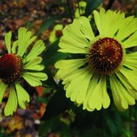 Гелениум :: Людмила Смородинская