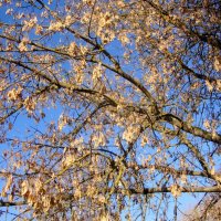 лохмотья летней жизни... :: Галина Флора