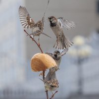 из жизни воробьев . :: юрий макаров