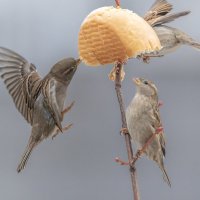 из жизни воробьев . :: юрий макаров из жизни воробьев . :: юрий макаров