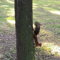 Про белочек. :: Ольга Про белочек. :: Ольга
