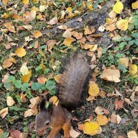 белочки с Крестовского. :: Ольга 