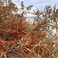 Облепиха у моря. :: Валерия Комова Облепиха у моря. :: Валерия Комова