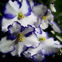 Фиалка :: Елена Семигина