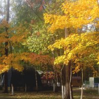 Осень :: Елена Семигина