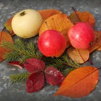 Лесные натюрморты октября :: Андрей Заломленков