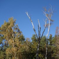 Побережье лесного озера :: Рита Симонова