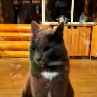 Басик на даче :: Ольга Довженко