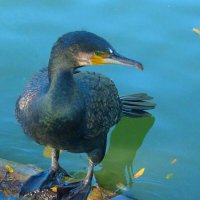 Чёрный баклан :: Валентин Семчишин Чёрный баклан :: Валентин Семчишин