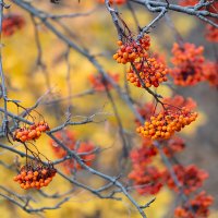 Осенние ветки с рябиной :: Александр Синдерёв