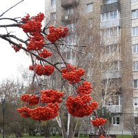 А недавно был октябрь :: Галина Минчук