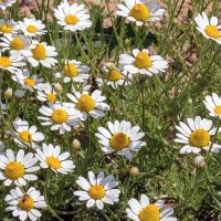 Ромашка :: Светлана Ищенко