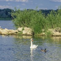 Живописная река Нарев :: Светлана Ищенко