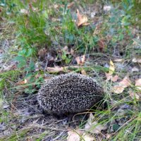 В парке :: Андрей Л. В.