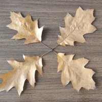 Четыре листочка остролистного дубочка :: Дмитрий Никитин