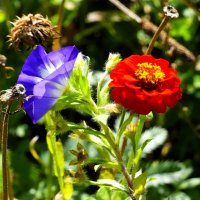 Цветы украшают нашу жизнь!(серия) :: Владимир Манкер Цветы украшают нашу жизнь!(серия) :: Владимир Манкер