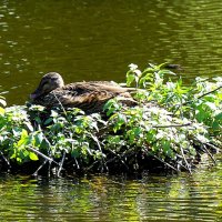 Островок :: Владимир Манкер Островок :: Владимир Манкер