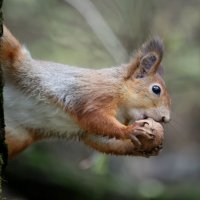 Поймал! :: Александр Кондаков