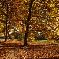 Пестрые краски осени. :: Сергей Воротников