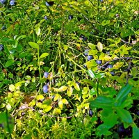 Поздняя черника. :: VasiLina *