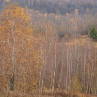 Палитра ноября... :: Владимир Жданов