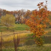Осень в Новокуйбышевске :: Олег Манаенков