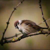 Воробей. :: Александр 