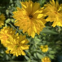 Солнышки :: Натали 