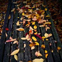 Осень 38 :: Алексей Кузнецов