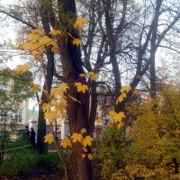 В последний месяц осени :: Galina Solovova