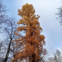 Осень :: Сапсан Осень :: Сапсан