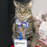 Бадди на выставке кошек :: Светлана Ищенко